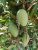 Honeydew Mango Plant