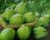 Kazi Guava Plant