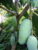 Kiojay Mango Plant
