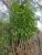 Gouromoti Mango Plant