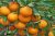 Nagpur Orange Plant