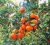Ramrongon Orange Plant
