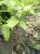 Rambutan (Cutting) Plant