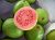 Thai Guava (Red Inside) plant