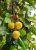 Santol plant
