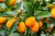 Sweet Lemon Plant