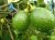 Thai Lemon Plant