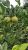 Variegated Malta Plant