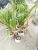 Vietnamese Coconut Tree