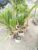 Vietnamese Coconut Tree