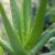 Aloe Vera Plant